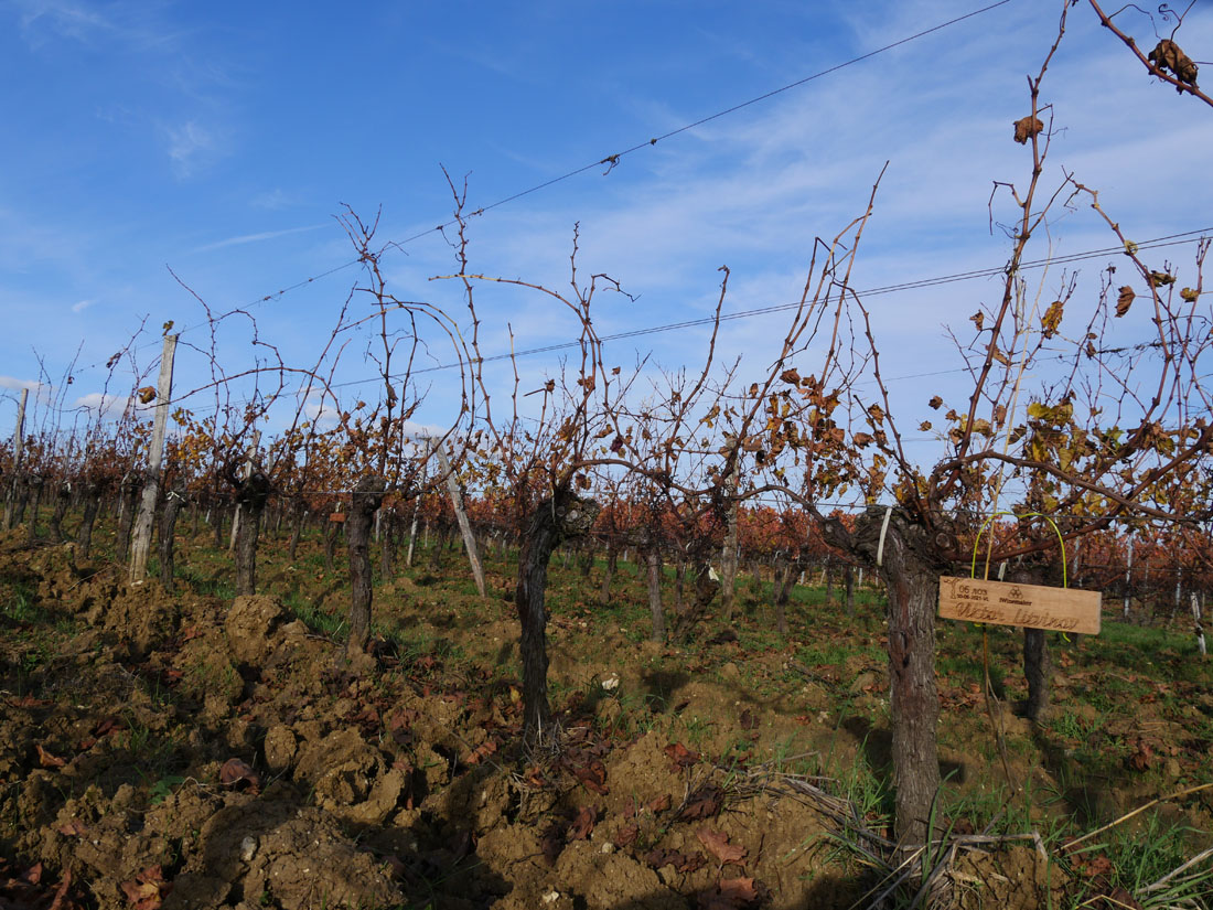 Виноградник на урожай